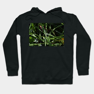 Raindrops on the Grass Hoodie